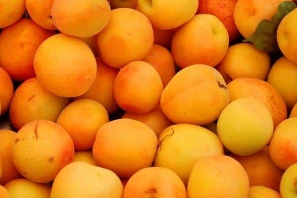 Apricots
